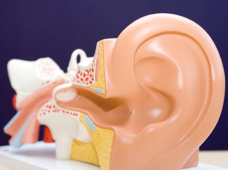 Modele ucha dla zrozumienia wad słuchu, materiały prasowe